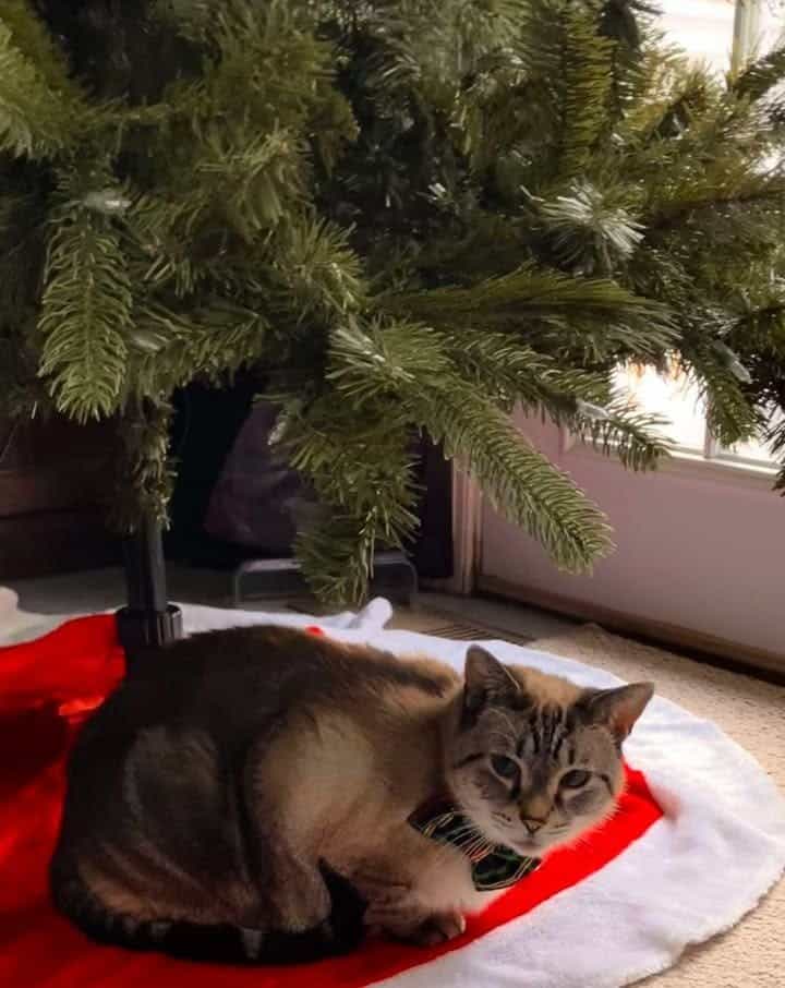 Cat lounging under Christmas tree.